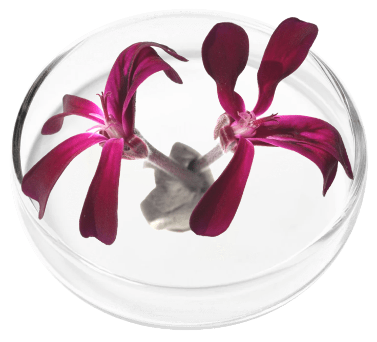 ingredient1-1.png