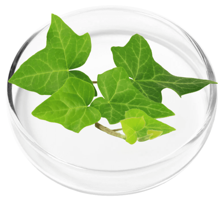 ingredient2-1.png